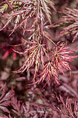 Japanese maple (Acer palmatum dissectum) 'Inaba-shidare'