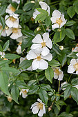 Evergreen rose (Rosa sempervirens)
