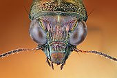Head of a Notiophilus (Notiophilus) in frontal view