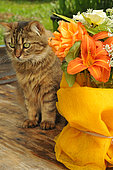 Hémérocalle fauve (Hemerocallis fulva) et Rose (Rosa sp) en bouquet avec un chat tigré assis sur une table en bois