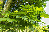 Norway maple (Acer platanoides) 'Columnare' foliage in spring