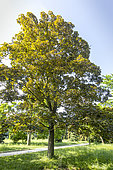 Norway maple (Acer platanoides) 'Schwedleri' in spring