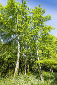 Maidenhair Tree (Ginkgo biloba) au printemps