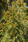 Norway SprucePicea abies 'Ellwangeriana', Pine needle in spring