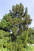 Norway SprucePicea abies 'Ellwangeriana' in spring