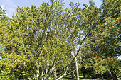 Lacebark Pine (Pinus bungeana) in spring