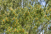 Lacebark Pine (Pinus bungeana) in spring