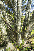 Lacebark Pine (Pinus bungeana) trunks in spring