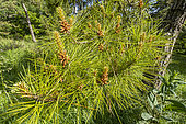 Northern Pitch Pine (Pinus rigida) pine needles in spring