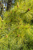 Northern Pitch Pine (Pinus rigida) pine needles in spring