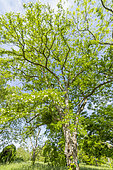 False acacia (Robinia pseudoacacia) in spring