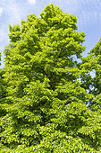 American Basswood (Tilia )'Nova' in spring