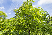 Caucasian Linden (Tilia dasystyla subsp caucasica) in spring