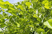 Chinese Linden (Tilia chinensis) foliage in spring