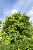 Large-Leaved Linden (Tilia platyphyllos) in spring