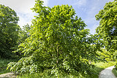 Large-Leaved Linden (Tilia platyphyllos) in spring