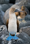 Blue-footed booby (Sula nebouxii) is sitting on the rocks. Galapagos Islands. Ecuador