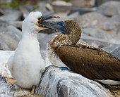 Blue-footed Booby (Sula nebouxii) is feeding her chick. Galapagos. Ecuador.