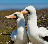 Portrait of the pair Masked booby (Sula dactylatra). The Galapagos Islands. Ecuador.