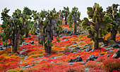 Prickly pear cactus (Opuntia) on the island. The Galapagos Islands. Ecuador.