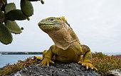 Galapagos land iguana (Conolophus subcristatus) is sitting on the rocks. Galapagos Islands. Pacific Ocean. Ecuador.