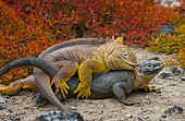 Galapagos land iguanas (Conolophus subcristatus) mating. Galapagos Islands. Pacific Ocean. Ecuador..