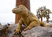 Iguane terrestre des Galapagos (Conolophus subcristatus) sur rochers, Iles Galapagos