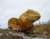 Galapagos land iguana (Conolophus subcristatus) is sitting on the rocks. The Galapagos Islands. Pacific Ocean. Ecuador.