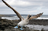 Blue-footed booby (Sula nebouxii) is taking off. Galapagos Islands, Ecuador.