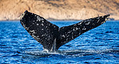 Tail of the Humpback whale (Megaptera novaeangliae). Mexico. Sea of Cortez. California Peninsula.