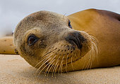 Portrait of Galapagos sea lion (Zalophus wollebaeki). Galapagos Islands. Pacific Ocean. Ecuador.