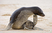 Galapagos sea lion (Zalophus wollebaeki) is sitting on the sand Galapagos Islands. Pacific Ocean. Ecuador.