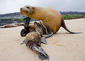 Baby of the Galapagos sea lion (Zalophus wollebaeki) with his mother on the sand. Galapagos Islands. Pacific Ocean. Ecuador.