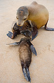 Baby of the Galapagos sea lion (Zalophus wollebaeki) with his mother on the sand. Galapagos Islands. Pacific Ocean. Ecuador.
