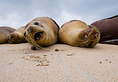 Group of Galapagos sea lions (Zalophus wollebaeki) are lying on the sand. Galapagos Islands. Pacific Ocean. Ecuador.