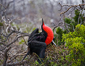 Magnificent frigatebird (Fregata magnificens) is sitting on a nest. Galapagos Islands. Birds. Ecuador.