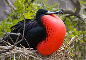 Magnificent frigatebird (Fregata magnificens) is sitting on a nest. Galapagos Islands. Birds. Ecuador.