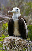Chick of Magnificent frigatebird (Fregata magnificens) is sitting in the nest. Galapagos Islands. Birds. Ecuador.