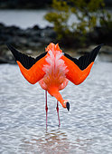 Caribbean flamingo (Phoenicopterus ruber) is standing in the lagoon. The Galapagos Islands. Birds. Ecuador.