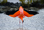 Caribbean flamingo (Phoenicopterus ruber) is standing in the lagoon. The Galapagos Islands. Birds. Ecuador.