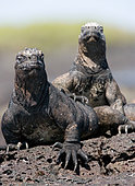 Marine iguanas (Amblyrhynchus cristatus) are sitting on rocks. Galapagos Islands. Pacific Ocean. Ecuador.