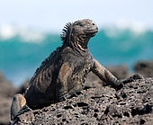 Marine iguana (Amblyrhynchus cristatus) is sitting on the rocks Galapagos Islands. Pacific Ocean. Ecuador.