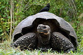 Giant turtle (Chelonoidis elephantopus) in the grass. Galapagos Islands. Pacific Ocean. Ecuador.
