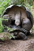 Two giant turtles (Chelonoidis elephantopus) mating. Galapagos Islands. Pacific Ocean. Ecuador.