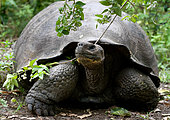 Portrait of giant tortoises (Chelonoidis elephantopus). Galapags Islands. Pacific Ocean. Ecuadoro.