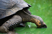 Gigantic tortoise (Chelonoidis elephantopus) is drinking water from a puddle. Galapagos Islands. Pacific Ocean. Ecuador.