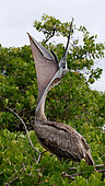 Brown pelican (Pelecanus occidentalis) is sitting on a mangrove tree. Galapagos Islands. Ecuador.