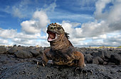Marine iguana (Amblyrhynchus cristatus) is sitting on the rocks Galapagos Islands. Pacific Ocean. Ecuador.