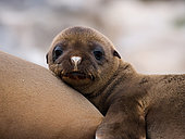 Portrait of Galapagos sea lions (Zalophus wollebaeki) baby. Galapagos Islands. Pacific Ocean. Ecuador.