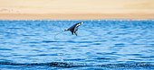 Mobula ray is jumps out of the water. Mexico. Sea of Cortez. California Peninsula.